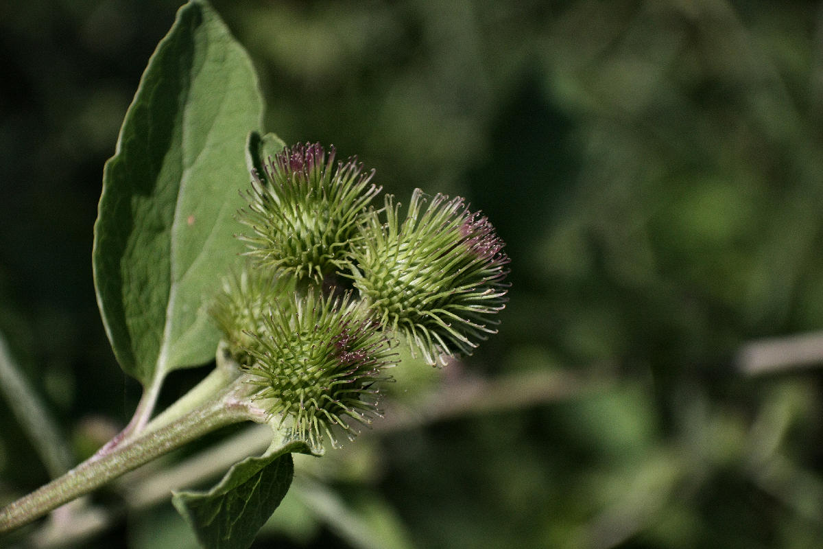 Arctium lappa